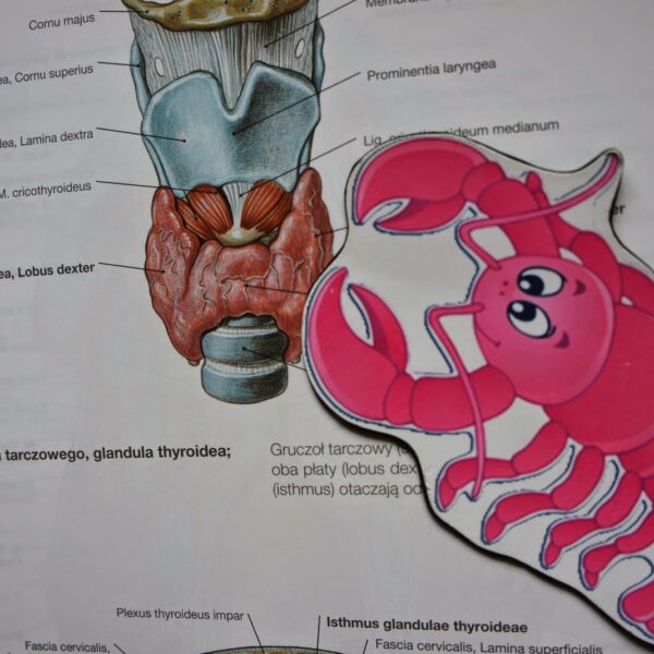 Rak tarczycy – objawy, diagnoza i skuteczne metody leczenia